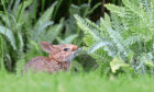 Native baby bunny nibbling on a plant growing in a garden.