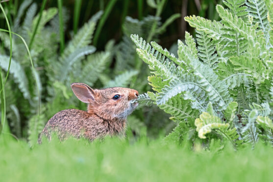 Native baby bunny nibbling on a plant growing in a garden.