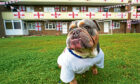 Bruno the bulldog shows his support in London ahead of tonight’s game.