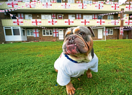 Bruno the bulldog shows his support in London ahead of tonight’s game.