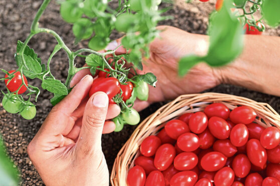 Tomatoes are easy to grow in gardens and greenhouses.