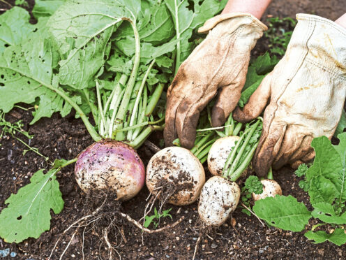 A fine harvest of turnips, perfect for adding to salads