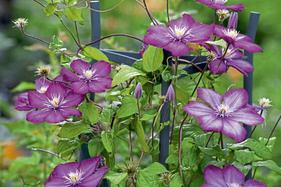 Pink clematis make a beautiful backdrop for any garden