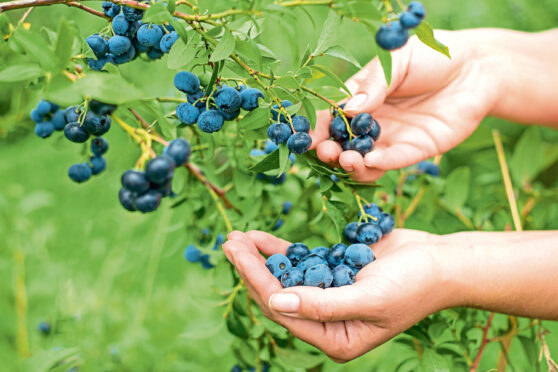 Blueberries are packed with delicious flavour