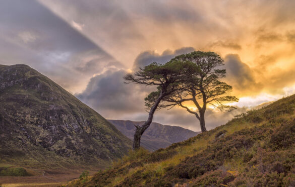 Adrian Houston's favourite tree is the Scots Pine which reminds him of his childhood holidays in Glen Coe