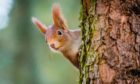 A red squirrel on the lookout form its vantage point high in a tree
