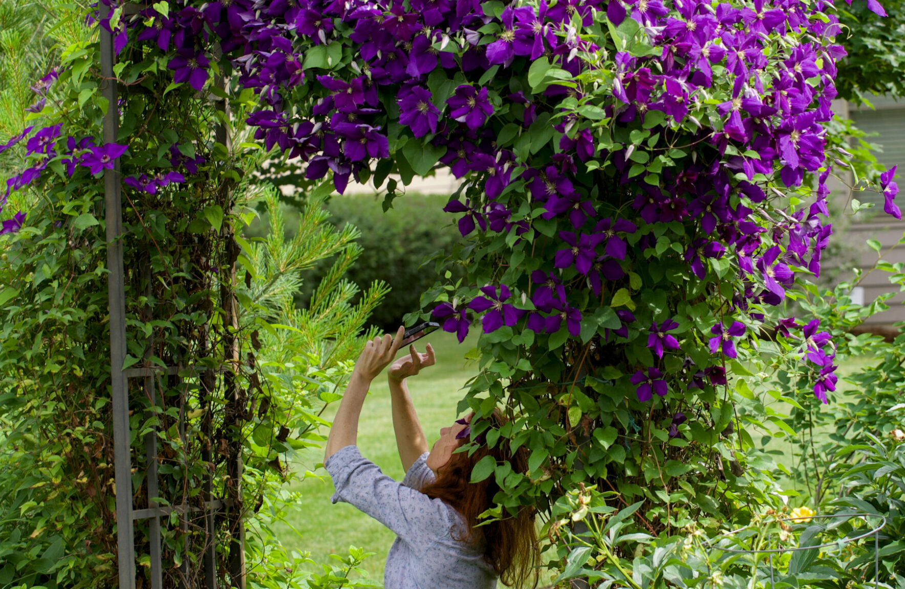 How To Grow Clematis And Add Glamour Elegance And Style To Your Garden