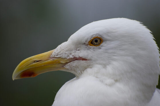 Close-up of a gull