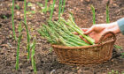 Growing asparagus is tricky but doable.