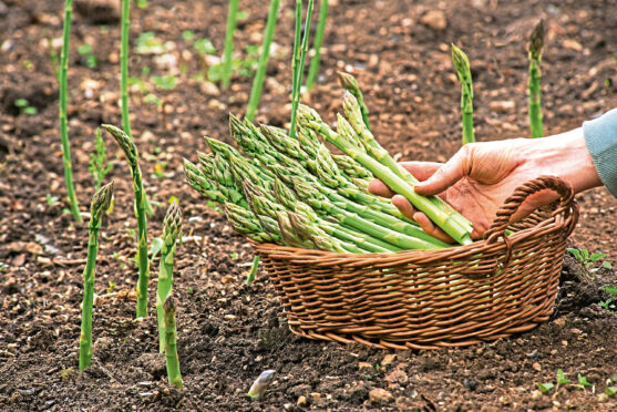 Growing asparagus is tricky but doable.