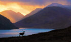 Chasing The Red Deer Through The Seasons - by Neil McIntyre.