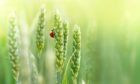 Ladybirds are used by organic farmers to predate on pests