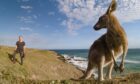 Animals With Cameras cameraman Gordon Buchanan gets up close with Eastern Grey Kangaroos 
in Australia
