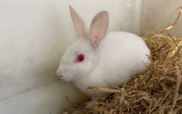 Floki the rescue rabbit.