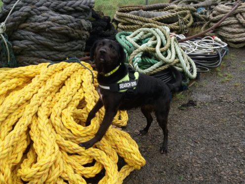 Sniffer dog Zoe at work in Orkney