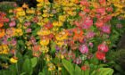 Candelabra primulas, look great but Agnes faces an uphill battle with her slope