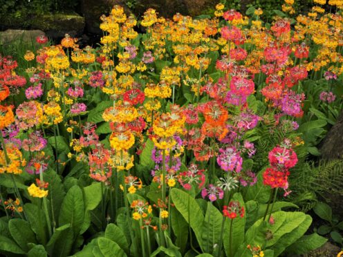 Candelabra primulas, look great but Agnes faces an uphill battle with her slope