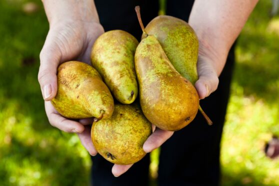Pick your pears now, and store in a cool place so they ripen later
