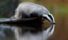 The badger is seldom seen and little understood, but plays an important role in ecosystems