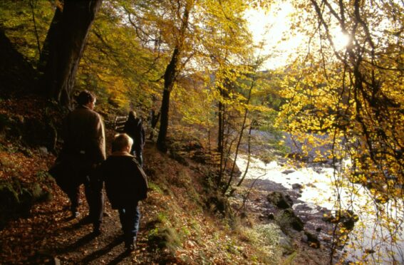 Autumn shows her colours on this walk by the River Garry close to                             Killiecrankie in Pertshire’s Big Tree Country