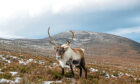 Reindeer in the Cairngorms.