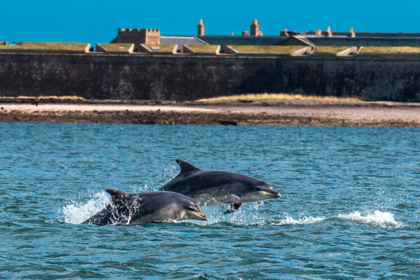 Dolphins in the Moray Firth.