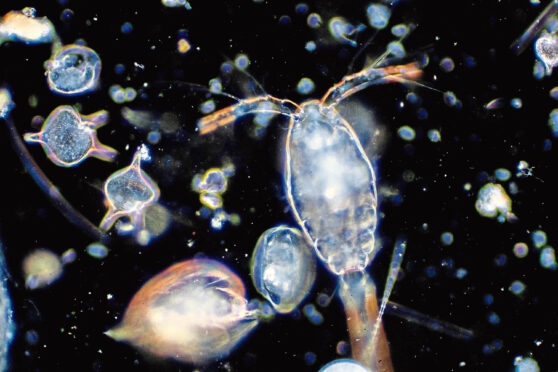 Expert: Warmer seas are forcing crucial plankton to move north