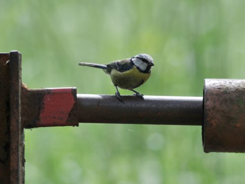 A blue tit in a garden (Nick Ansell/PA)