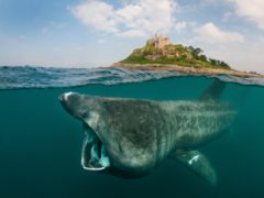 Basking sharks prefer to travel with family to familiar feeding sites, according to a new study led by the University of Aberdeen (Alexander Mustard/WWF/PA)