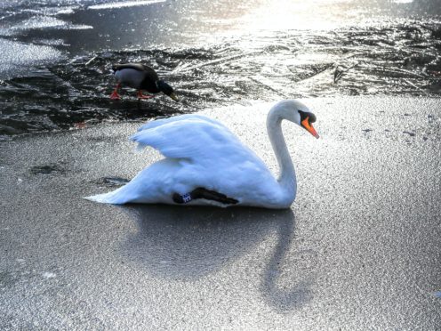 People are being warned not to try and rescue swans which appear stuck in ice (Peter Byrne/PA)