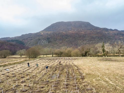 Hafod Garegog where trees which like wet conditions are being planted to help curb flooding (Paul Harris/National Trust/PA)