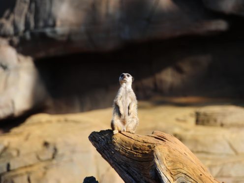 A meerkat at Colchester Zoo (PA)