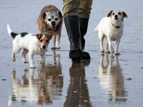 A man walks his dogs along the beach at Camber Sands in East Sussex (Gareth Fuller/PA)