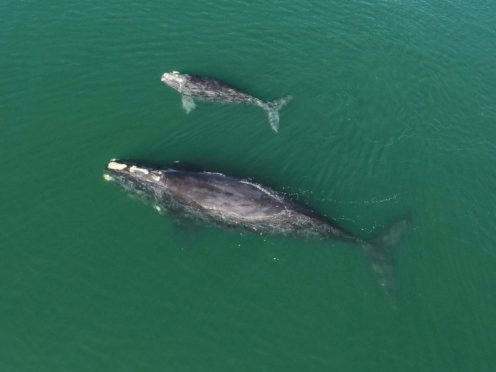 A North Atlantic right whale mother and calf in waters near Wassaw Island, Georgia (Georgia Department of Natural Resources/NOAA Permit #20556/AP)