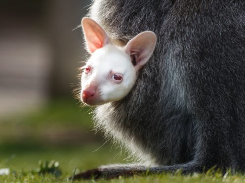 A rare albino lockdown baby wallaby peers out of its mother’s pouch at Yorkshire Wildlife Park (Danny Lawson/PA)