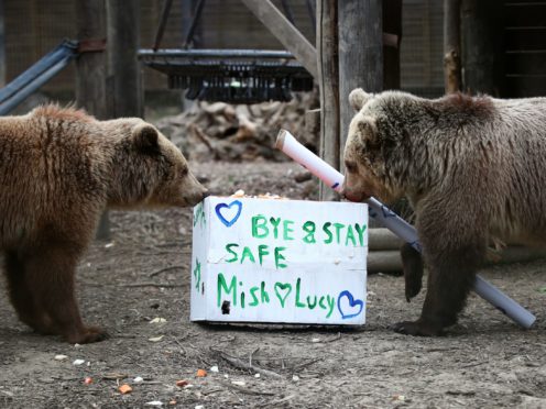 Rescued brown bear cubs Lucy, left and Mish explore gifts stuffed with their favourite treats ahead of their move from the Wildwood Trust in Kent to their forever home at the Trust’s sister site, Escot in Devon (Gareth Fuller/PA)
