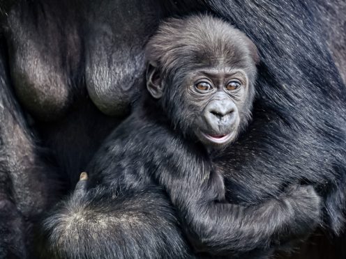 The baby gorilla was born at Bristol Zoo Gardens in December (Ben Birchall/PA)