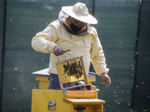 Beekeeper Francesco Capoano moves a frame from a hive at an apiary in Milan, Italy (Luca Bruno/AP)
