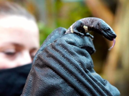 A keeper displays one of the two endangered venomous Mexican beaded lizards that hatched in February at Wroclaw Zoo, Poland (Wroclaw Zoo via AP)