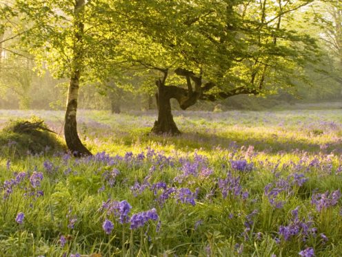 UK woodlands face a barrage of threats, a new report warns (Georgina Smith/WTML/PA)