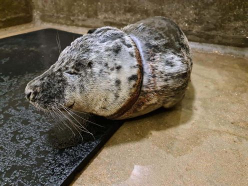 Gnocchi the seal was rescued at Walton-on-the-Naze in Essex after he got a discarded plastic bag caught round his neck (RSPCA/PA)
