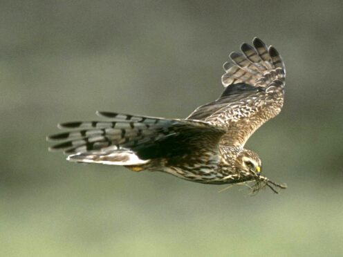 The licences allow gamekeepers legally cull some birds (RSPB/PA)