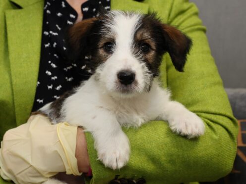 MPs said pet smugglers should face tougher punishments (Brian Lawless/PA)