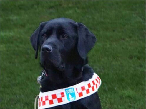 Guide dog Angus was attacked in Plymouth while helping his owner (Devon and Cornwall Police/PA)