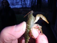 One of the white-clawed crayfish found at Winnall Moors Nature Reserve (Hampshire & Isle of Wight Wildlife Trust/PA)