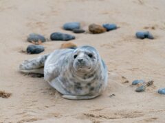 A grey seal pup on the beach at Horsey Gap in Norfolk (Joe Giddens/PA)
