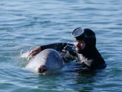 A diver attempts to care for a whale calf that became stranded in shallow water in a southern Athens seaside area, on Friday, Jan. 28, 2022. Experts said the young animal is a Cuvier’s beaked whale and that it showed signs of injury. (AP Photo/Thanassis Stavrakis)