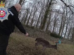 Two police officers in Wales attend to a deer which had become trapped in a rope swing (Dyfed-Powys Police)