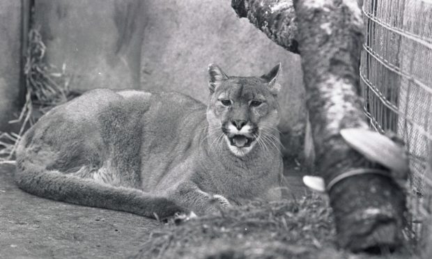 Felicity the puma, who was trapped near Inverness, in an enclosure. 