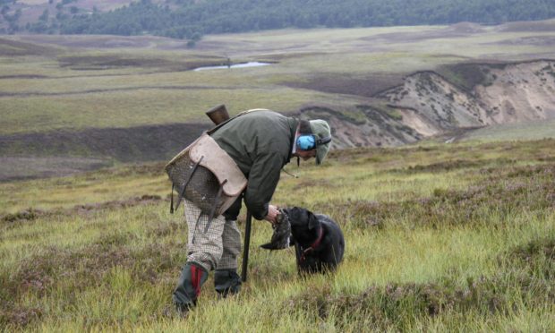 grouse shoots